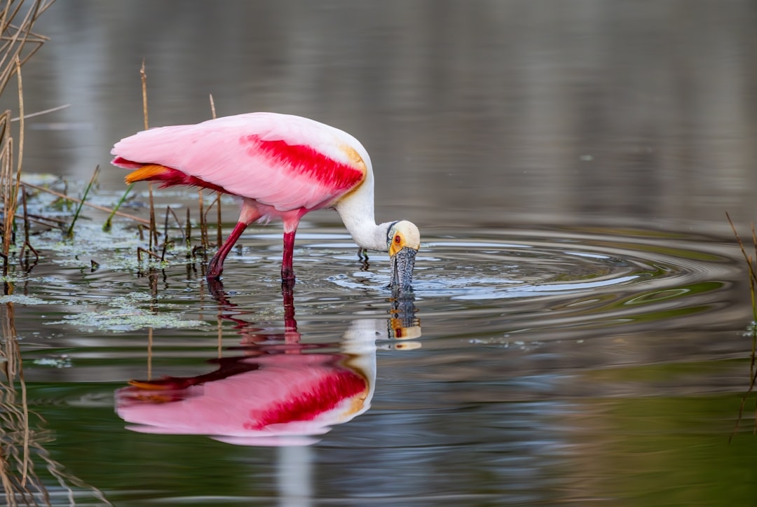 a pink and white bird standing in the water