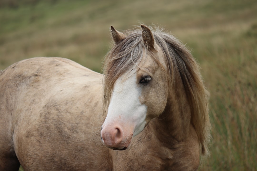 a brown and white horse standing in a field