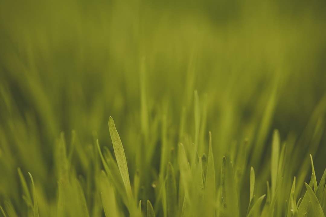 a close up of a green grass field