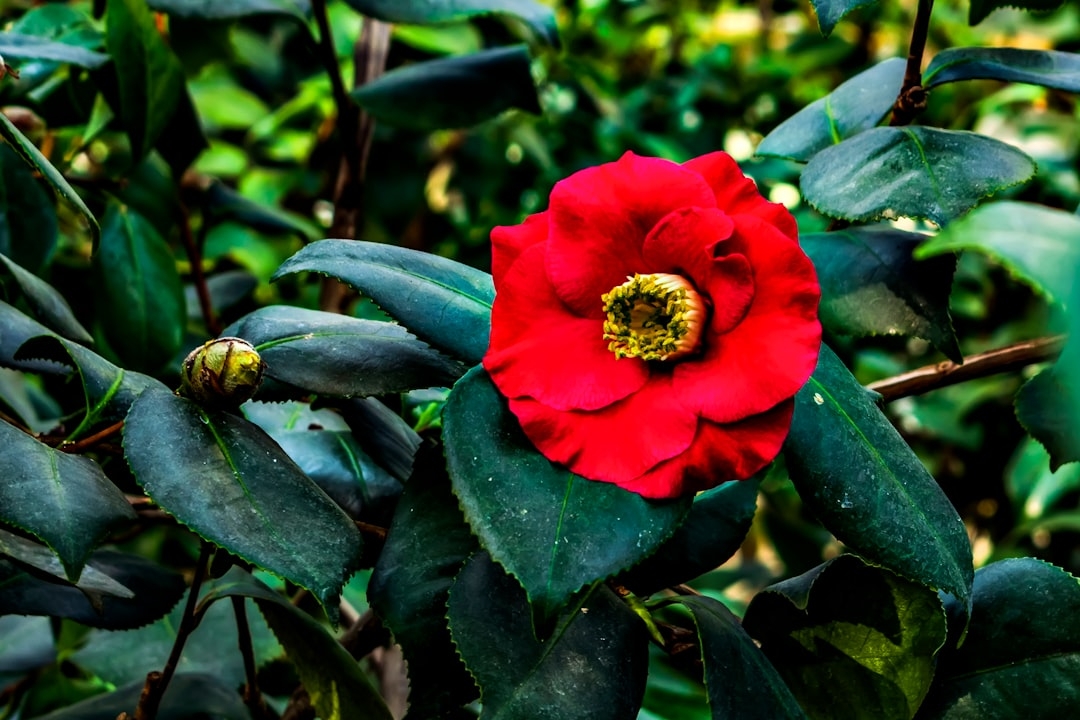 a red flower with green leaves in the background