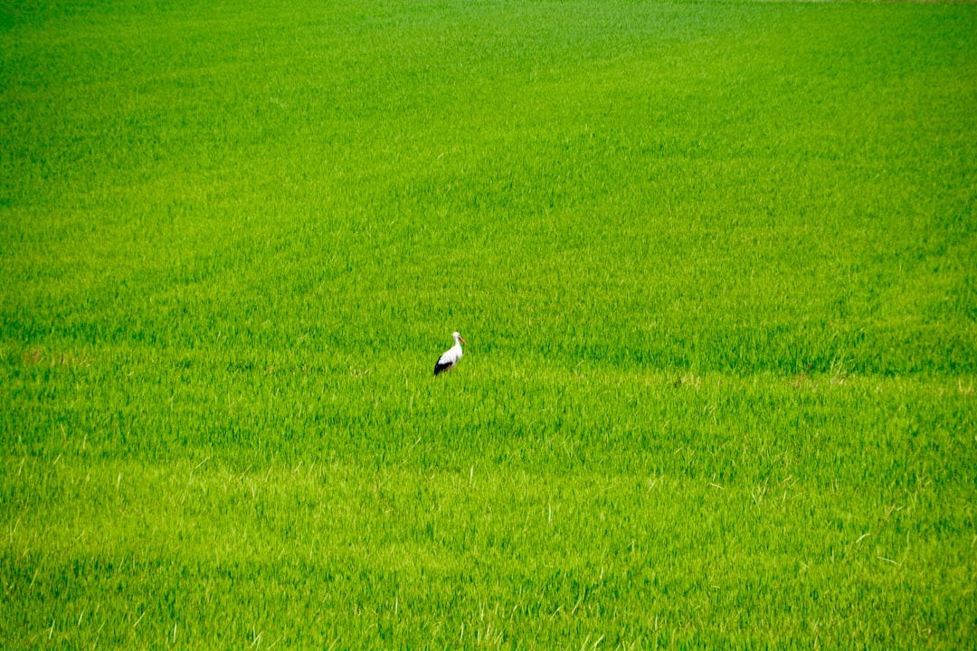 a bird standing in the middle of a green field