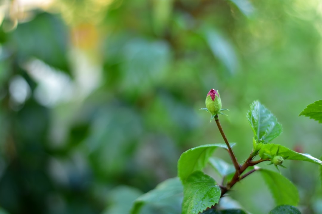 a small red flower on a green leafy branch