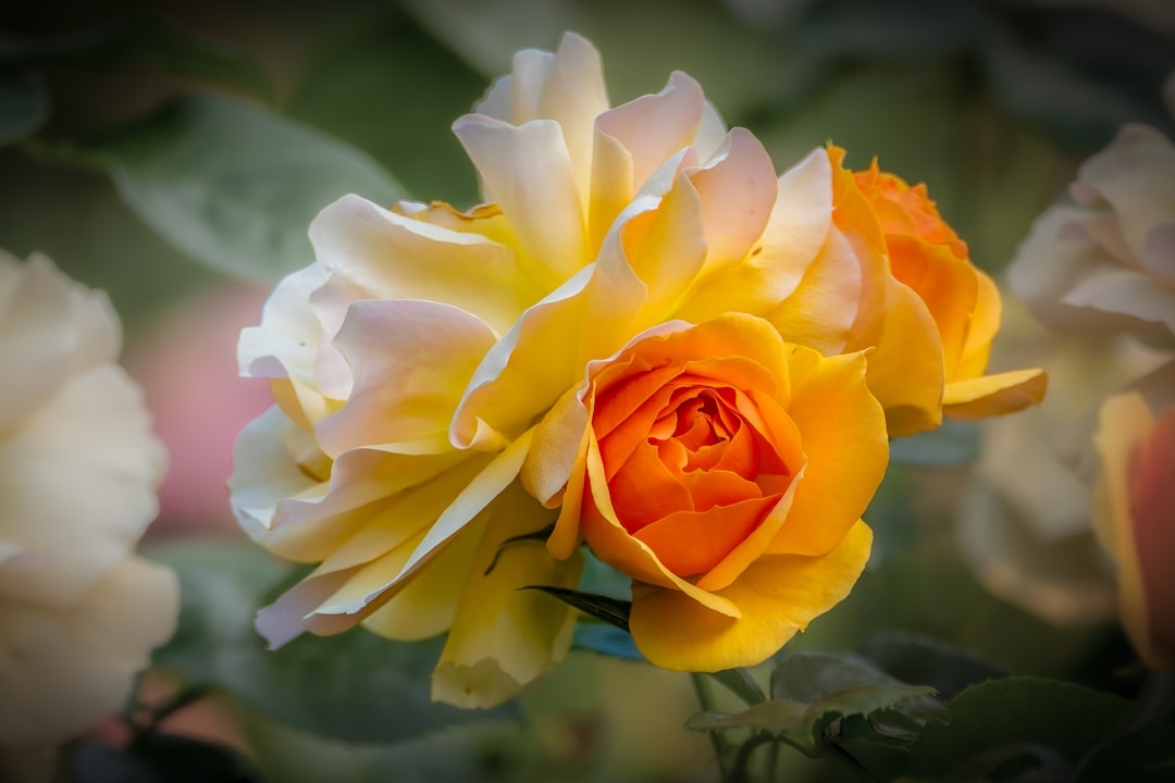 A close up of a yellow and white flower