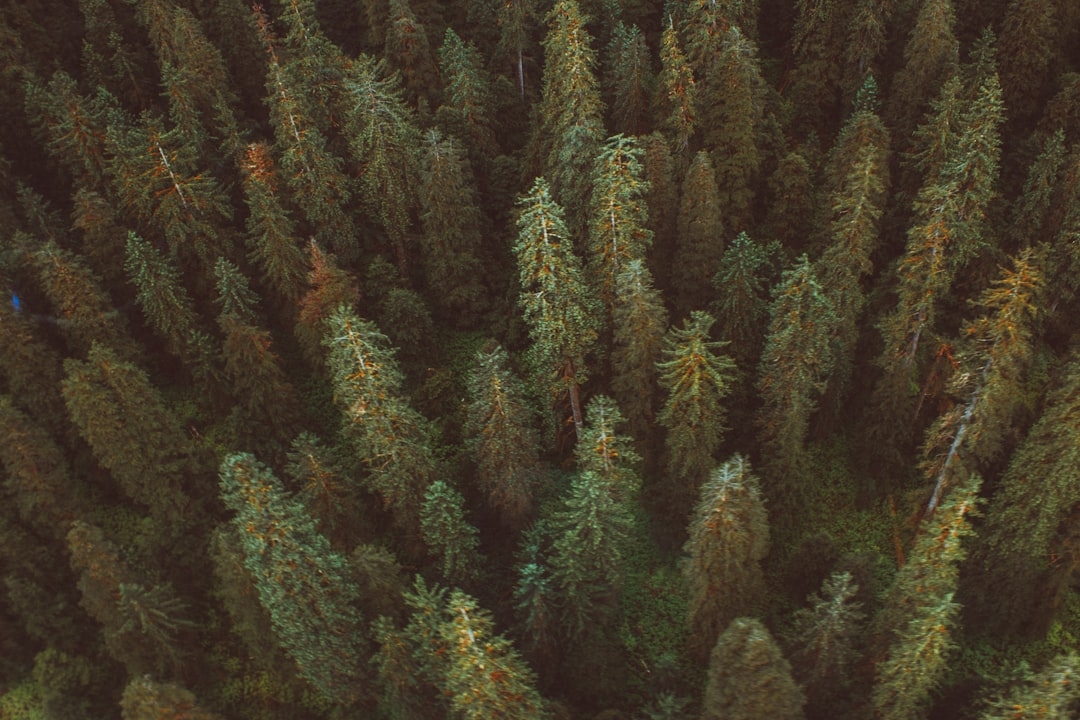 aerial view of forest during daytime