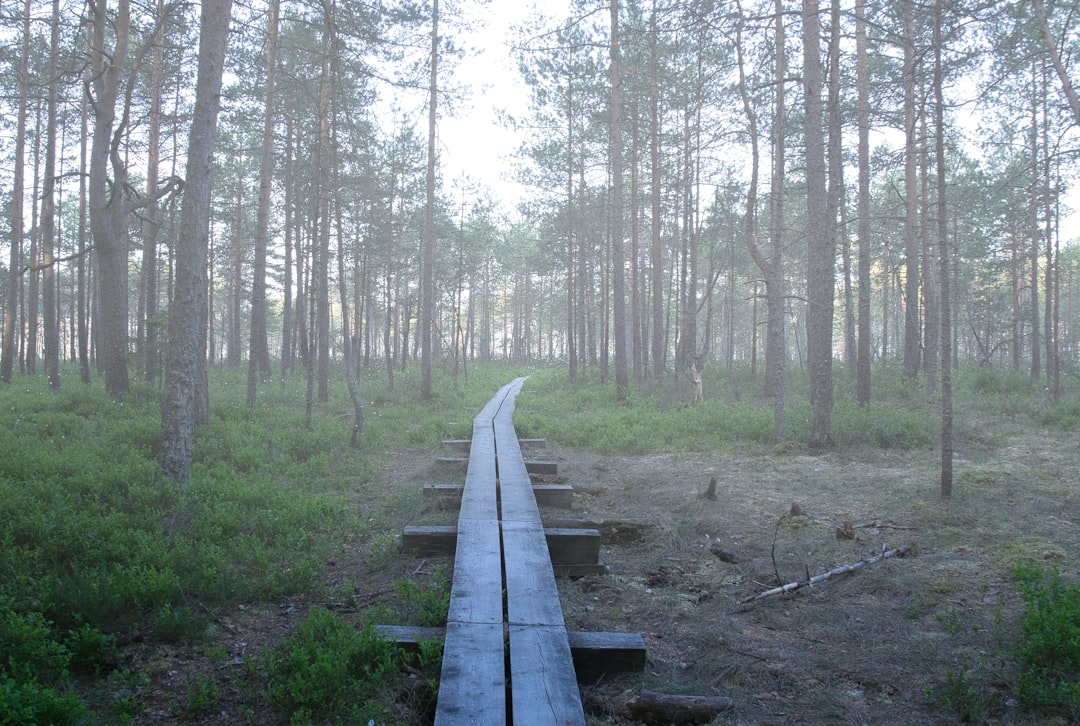 a wooden bridge in the middle of a forest