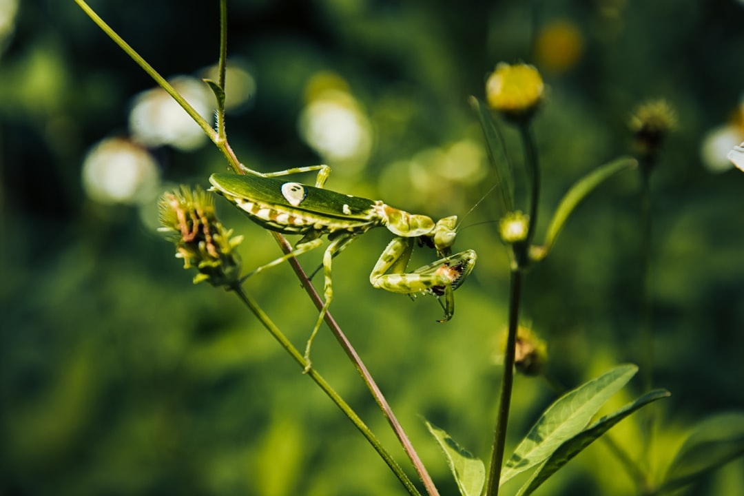 Green grasshopper perched on yellow flower in close up photography during daytime