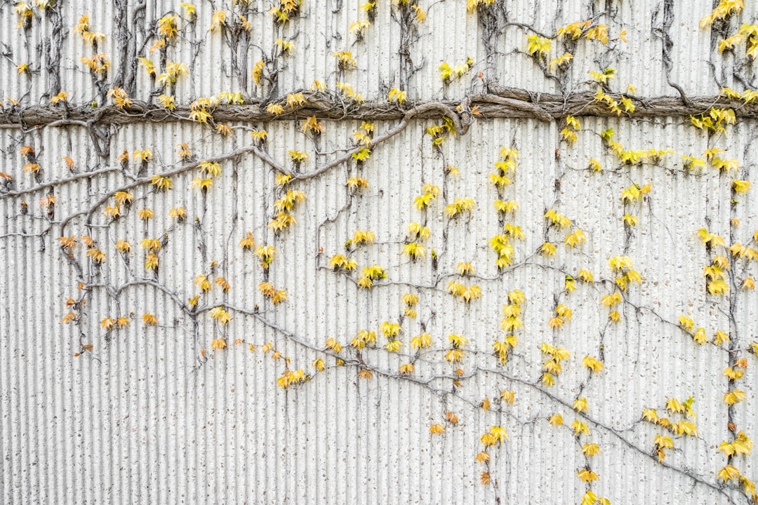 yellow flowers crawling on white wall