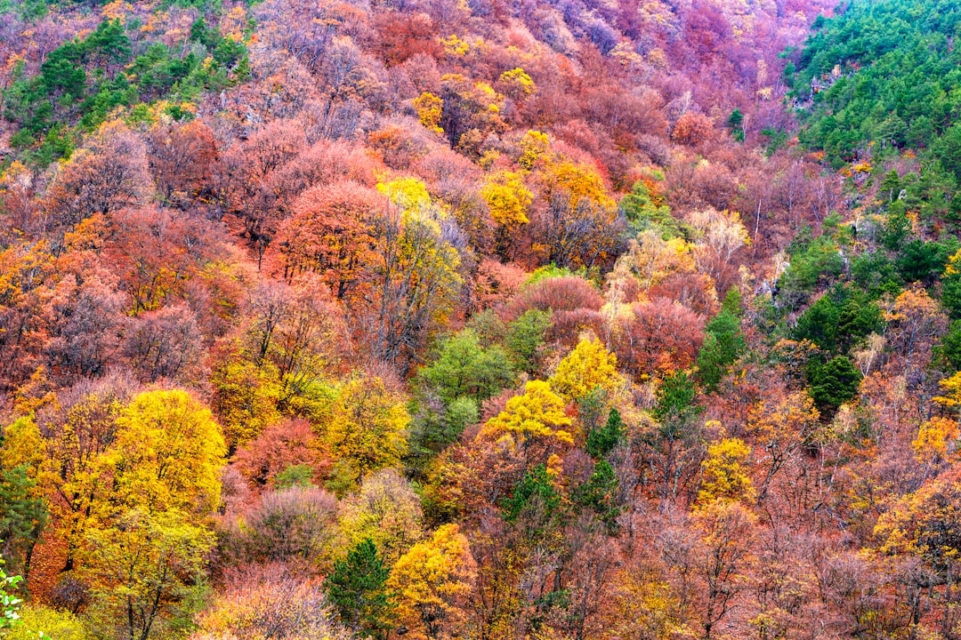 a hillside covered in lots of different colored trees