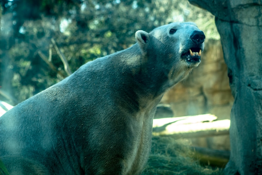 white Polar Bear