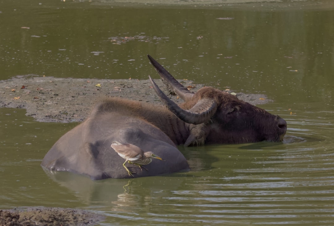 A water buffalo laying in a body of water