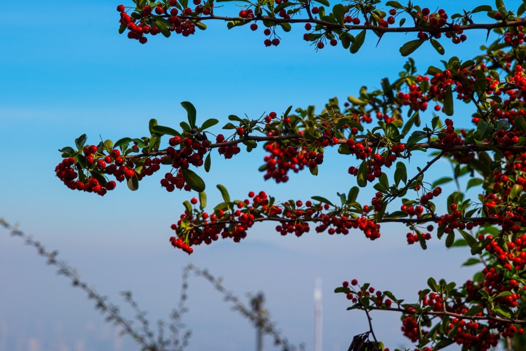 a tree with red berries hanging from its branches