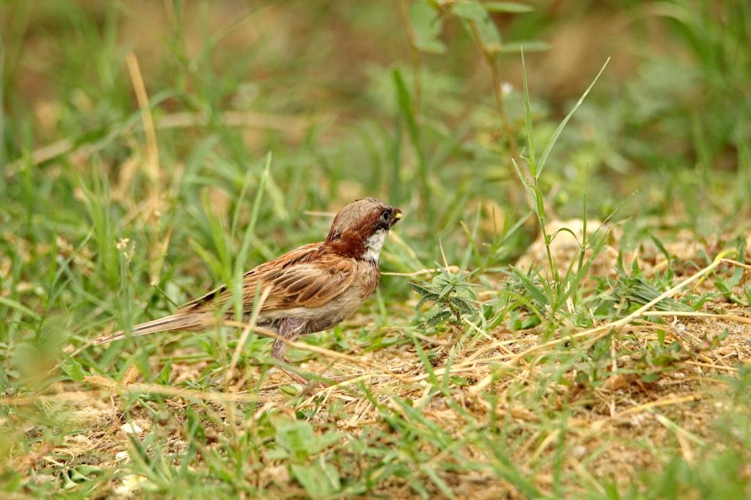 a small bird is standing in the grass