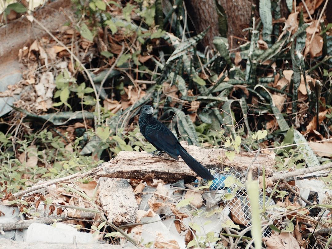 a black bird standing on a pile of rubble