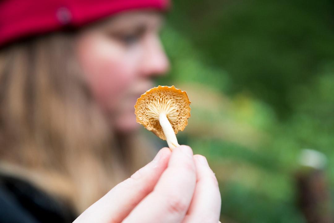 person holding brown mushroom during daytime