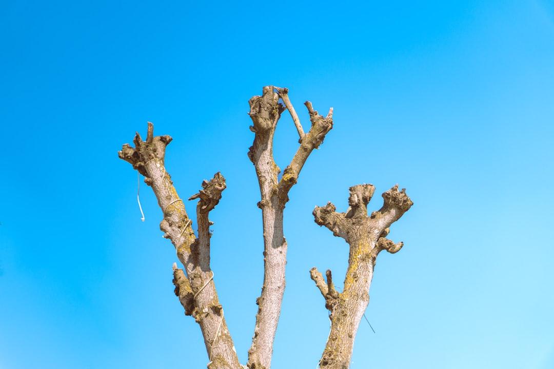 a bare tree with no leaves against a blue sky