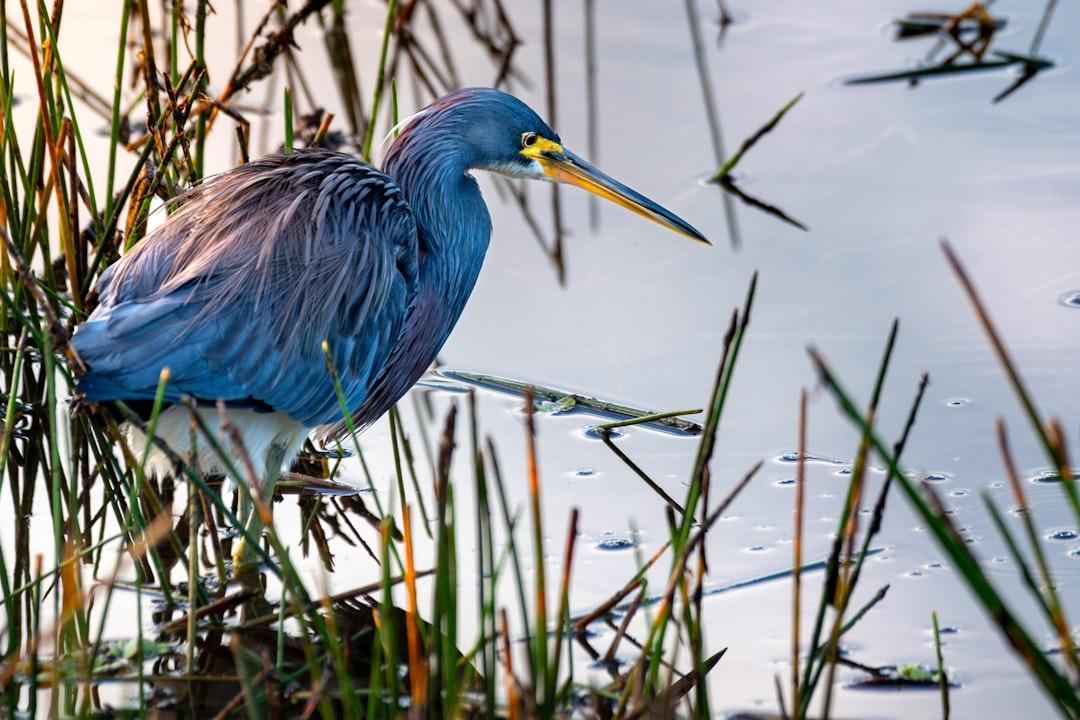 a blue heron is standing in the water