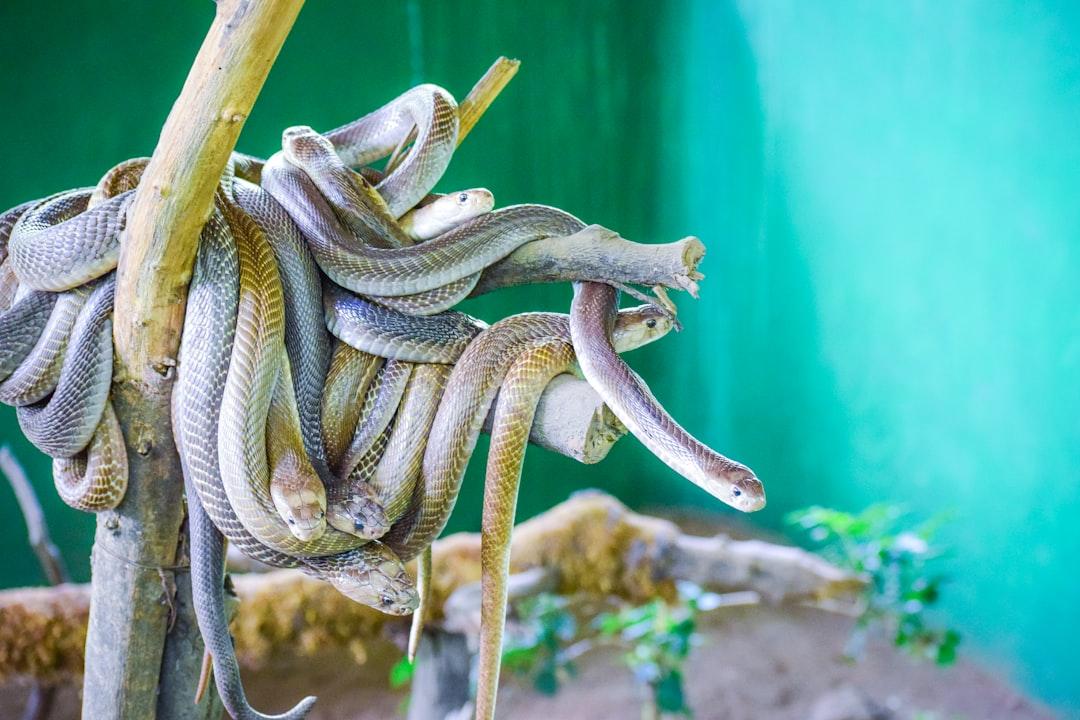 brown and white snake on brown soil