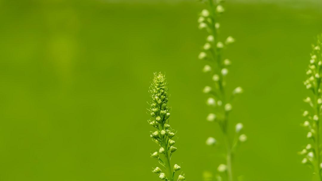 close-up of a plant